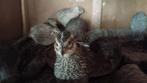 Japanse kwartels 2 maand oud, Dieren en Toebehoren, Vrouwelijk