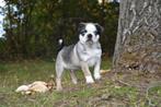 Prachtig Mops reutje, Dieren en Toebehoren, Honden | Bulldogs, Pinschers en Molossers, België, Overige rassen, CDV (hondenziekte)