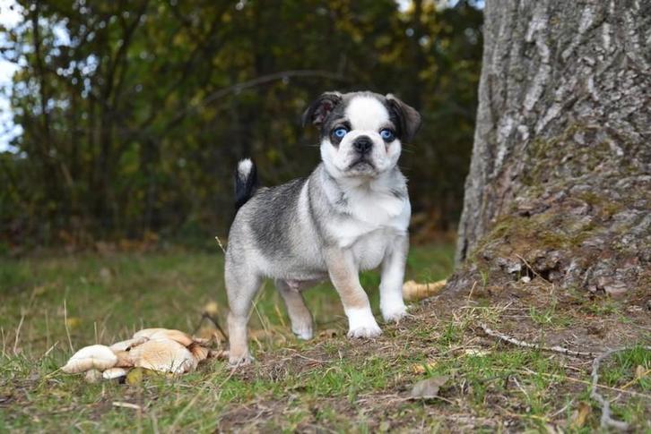Prachtig Mops reutje, Dieren en Toebehoren, Honden | Bulldogs, Pinschers en Molossers, Meerdere dieren, Overige rassen, Fokker | Professioneel