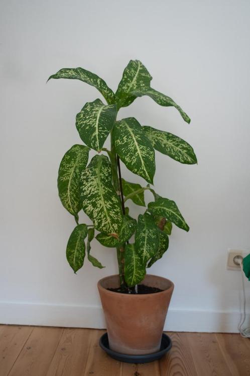 Reuzenplant Dieffenbachia, tweeënhalf jaar oud, nieuwe pot, Huis en Inrichting, Kamerplanten, Overige soorten, 100 tot 150 cm