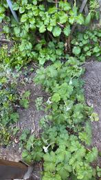 bloemen planten stekken vijf euro, Tuin en Terras, Vaste plant, Halfschaduw, Herfst, Ophalen