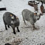 2 lieve grijze geitjes, handtam, Femelle, 3 à 5 ans