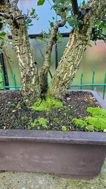 Bonsai Kurkeik  beschikbaar voor biedingen
