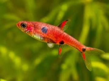 Hobbyaquarium  Boraras maculatus/dwergrasbora 7/8/9NOV AKTIE beschikbaar voor biedingen