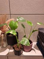 Monstera Thai Constellation, Huis en Inrichting, Ophalen