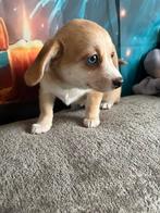 Pomteck pups, Petit, 8 à 15 semaines, Plusieurs, Éleveur | Loisir