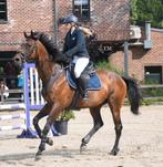Alleskunner, Dieren en Toebehoren, Ruin, 170 tot 175 cm, Gechipt, 11 jaar of ouder
