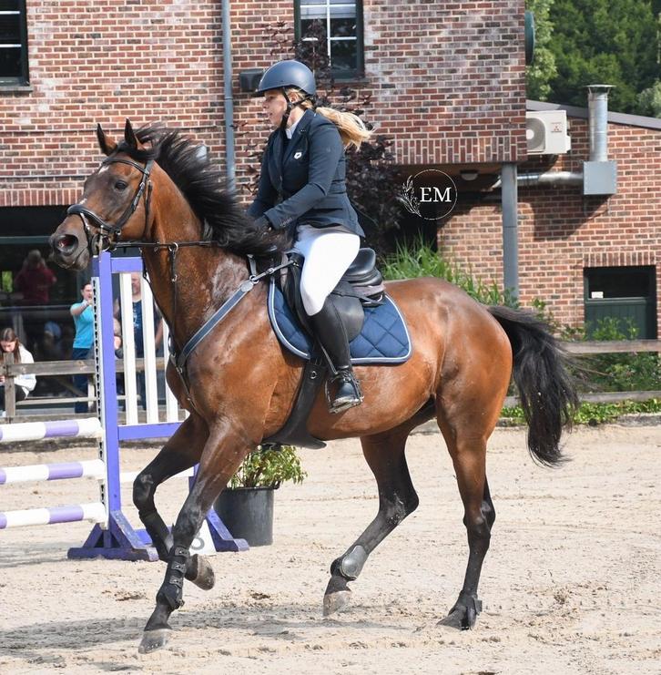 Alleskunner, Dieren en Toebehoren, Paarden, Ruin, 170 tot 175 cm, 11 jaar of ouder, Gechipt, Ontwormd, Ingeënt