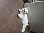 Brits korthaar,, Poes, Gechipt, 0 tot 2 jaar