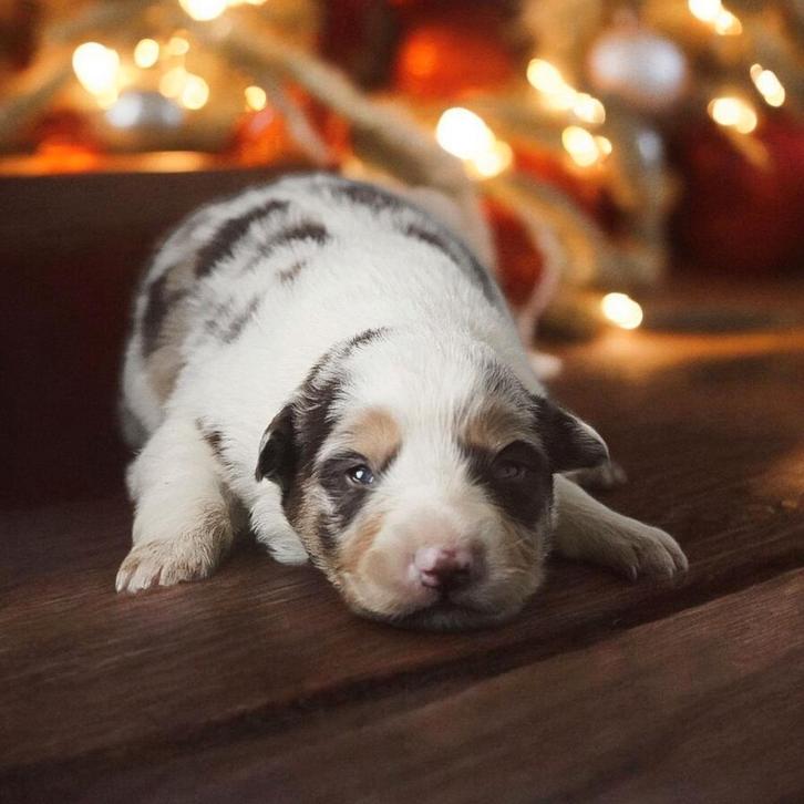 Border collie, Diversen, Kerst, Ophalen