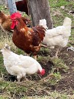 Legkippen, Dieren en Toebehoren, Pluimvee, Meerdere dieren, Kip