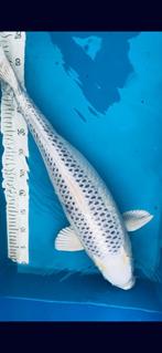 Gin Matsuba 65cm, Karper of Koi