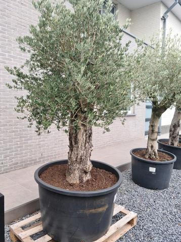 Olijfboom Olea Europaea  beschikbaar voor biedingen
