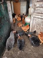 Legkippen Brakel, Dieren en Toebehoren, Pluimvee