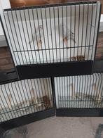 TT kwaliteit-kleurkanaries te koop, Animaux & Accessoires, Oiseaux | Canaris, Plusieurs animaux, Canari de couleur