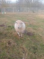 2 drachtige ooien, Dieren en Toebehoren, Schapen, Geiten en Varkens