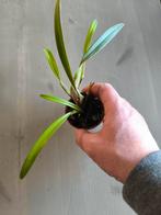 maxillaria variabilis orchidee zuid amerika, Dieren en Toebehoren, Reptielen en Amfibieën | Toebehoren, Ophalen of Verzenden