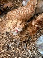 Padua haan, Dieren en Toebehoren, Pluimvee, Mannelijk, Kip