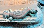 Uromastyx thomasi, Dieren en Toebehoren, Reptielen en Amfibieën