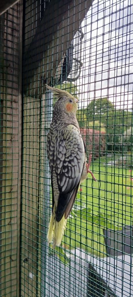 te koop Jonge Valkparkieten, Dieren en Toebehoren, Vogels | Parkieten en Papegaaien, Parkiet, Geslacht onbekend