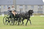 Aangeboden Lesgeefster dressuur-mennen-springen, Dieren en Toebehoren