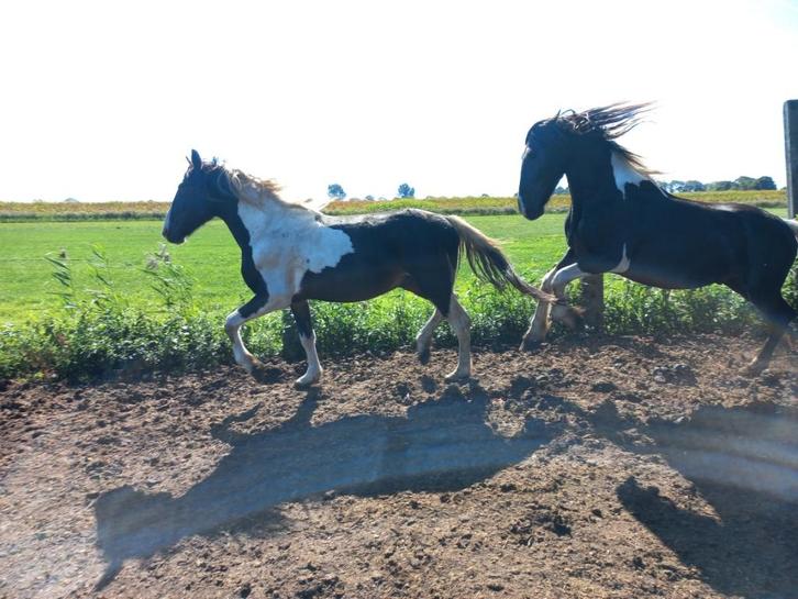 Span 3 jarige Barock pinto hengsten zwartbont, Dieren en Toebehoren, Paarden, Hengst, Met stamboom, Gechipt, Ontwormd