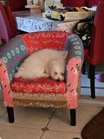 Maltezer kruising Reu 22 maand GERESERVEERD, Dieren en Toebehoren, België, Maltezer, Fokker | Hobbymatig, Reu