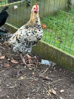 Jonge haan, Dieren en Toebehoren, Mannelijk, Kip