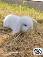 Baby minilop konijntje met blauwe oogjes(transport mogelijk), Animaux & Accessoires, Lapins, Oreilles tombantes, Mâle, Nain, 0 à 2 ans