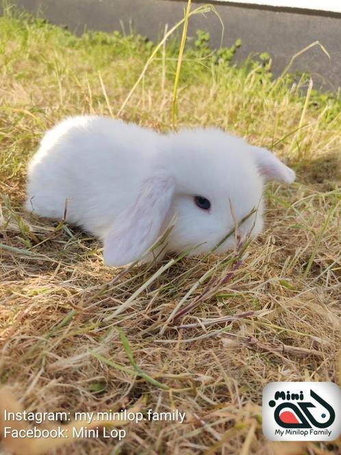 Baby minilop konijntje met blauwe oogjes(transport mogelijk), Animaux & Accessoires, Lapins, Nain, Mâle, 0 à 2 ans, Oreilles tombantes