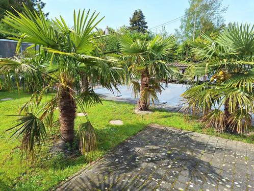 Jonge palmscheuten Trachycarpus fortunei, -18 graden, Tuin en Terras, Planten | Tuinplanten, Ophalen of Verzenden