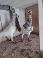 Sierduiven Deense tuimelaars, Dieren en Toebehoren, Meerdere dieren, Tuimelaar of Roller