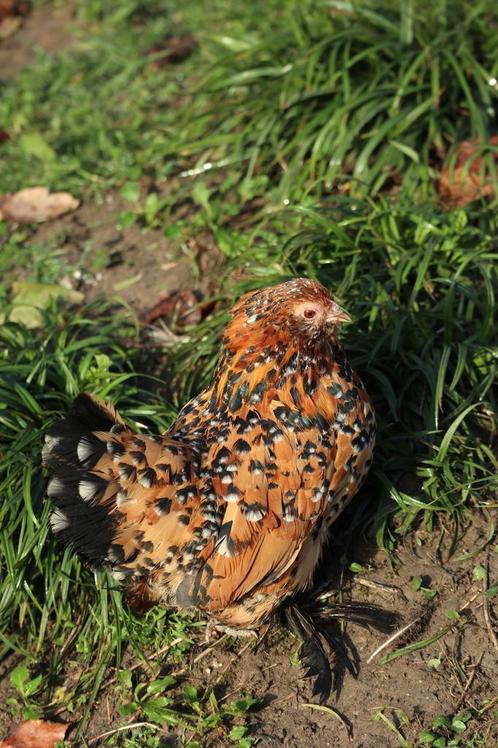 Oeufs fécondés Barbu d’Uccle à vendre, Animaux & Accessoires, Volatiles, Poule ou poulet, Sexe inconnu