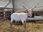Racka schapen Mannelijke dieren, Mannelijk, Schaap, 0 tot 2 jaar