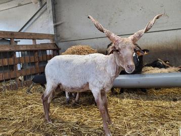 Racka schapen Mannelijke dieren  beschikbaar voor biedingen