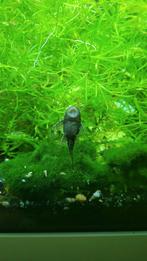 Ancistrus jongen, Dieren en Toebehoren, Vis, Zoetwatervis