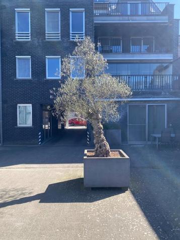 Olijfboom beschikbaar voor biedingen