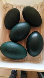 Emoe eieren te koop (bevrucht), Dieren en Toebehoren, Pluimvee | Toebehoren, Ophalen, Nieuw, Overige typen