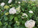 Hortensia’s, Vaste plant, Halfschaduw, Zomer, Ophalen