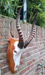 Schedel blesbok afrika jacht opgezette taxidermie gewei hert, Ophalen, Wild dier, Schedel