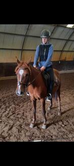 D-pony merrie met mooi papier, Dieren en Toebehoren, Ophalen of Verzenden, Zo goed als nieuw