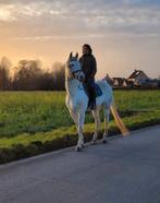 schimmel ruin zangersheide, Gechipt, Ruin, Niet van toepassing, 7 tot 10 jaar