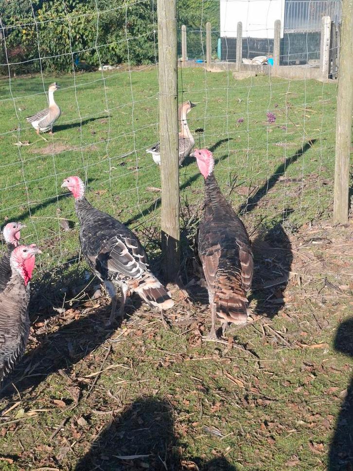 Ronqiere kalkoen hanen ! ALLEEN TE RUILEN MET HENNEN!, Dieren en Toebehoren, Pluimvee, Kalkoen