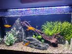 Accessoires voor aquaria, Dieren en Toebehoren, Ophalen, Zo goed als nieuw, Gevuld zeewateraquarium