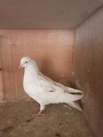 Tuimelaar, Dieren en Toebehoren, Vogels | Duiven, Vrouwelijk, Tuimelaar of Roller