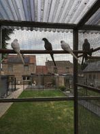 parkiet, Dieren en Toebehoren, Vogels | Parkieten en Papegaaien, Parkiet