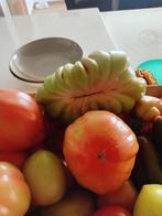 TOMAAT, Tuin en Terras, Planten | Tuinplanten, Ophalen of Verzenden