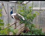 Bonte pauw haan, Dieren en Toebehoren, Pluimvee, Meerdere dieren, Kip