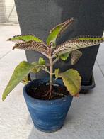 Kalanchoë daigremontiana, Huis en Inrichting, Ophalen