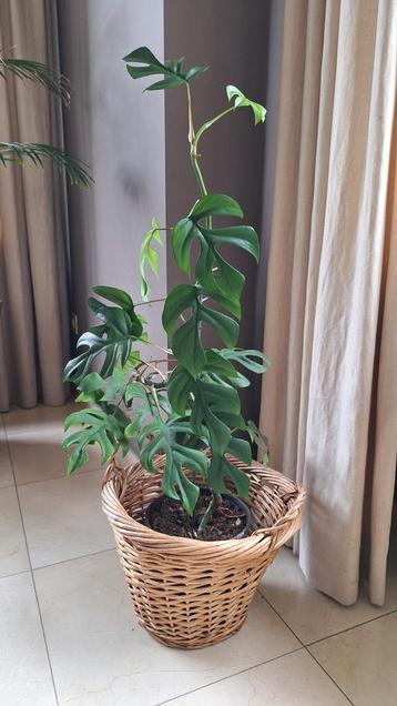 Monstera kamerplant + mand beschikbaar voor biedingen